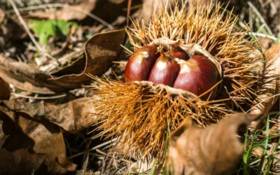 Gesztenye: A Természet Ehető Gyöngyszeme